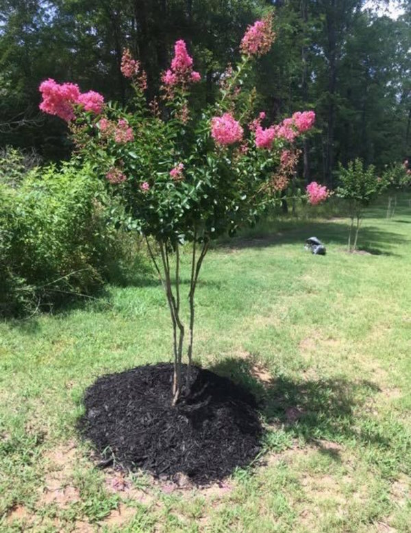 Crape Myrtle Full Bloom